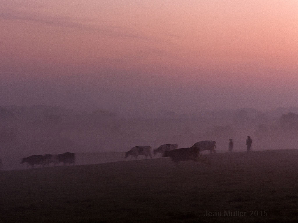 Leading the Herd of Cows